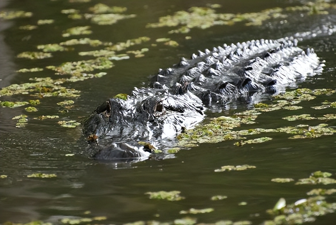 Louisiana - Honey Island Swamp - iNEWS