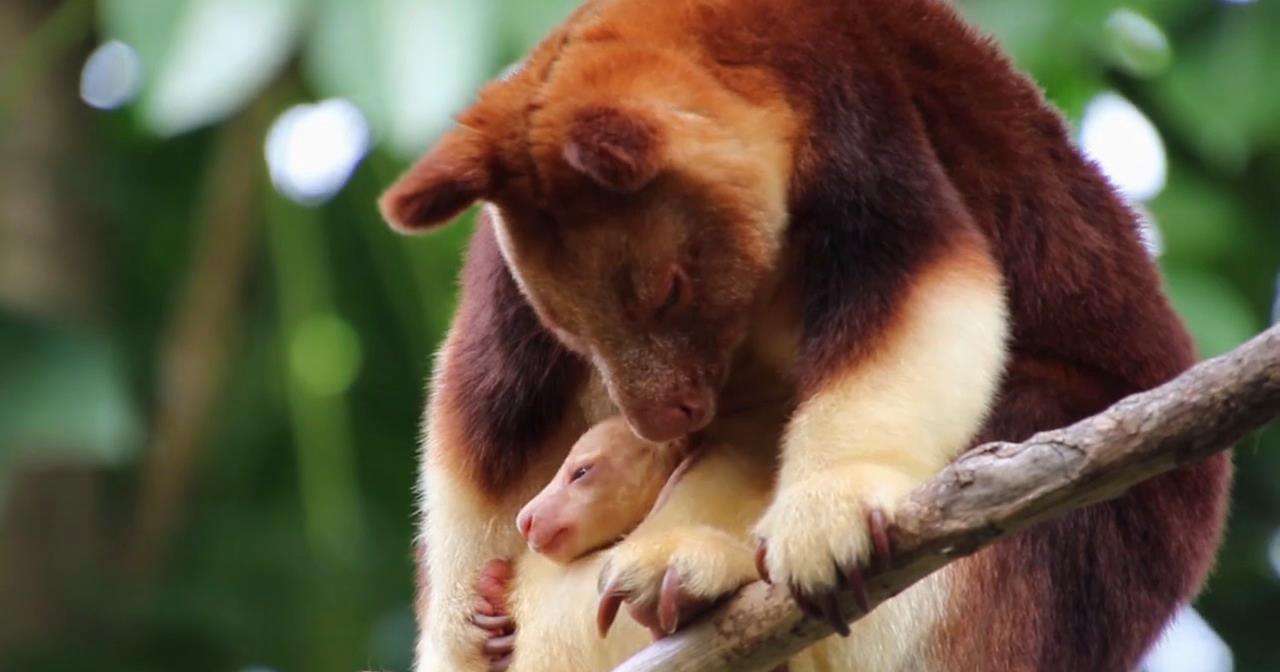 Like monkeys not monkeys, kangaroos can climb trees?The kangaroo living ...