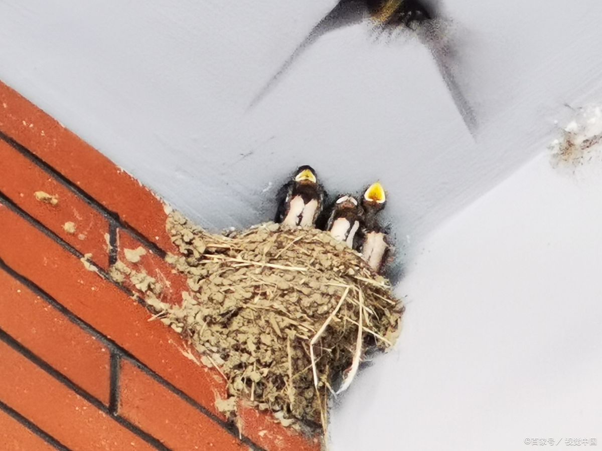 Why do swallows nest in people's homes? Is it good or bad when it comes