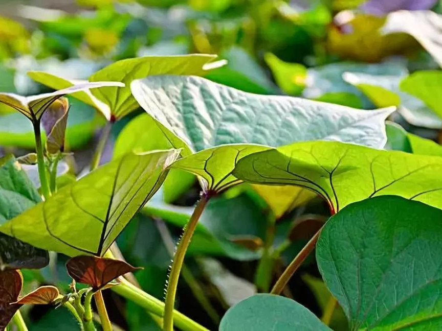 what-are-the-benefits-of-eating-sweet-potato-leaves-in-the-countryside