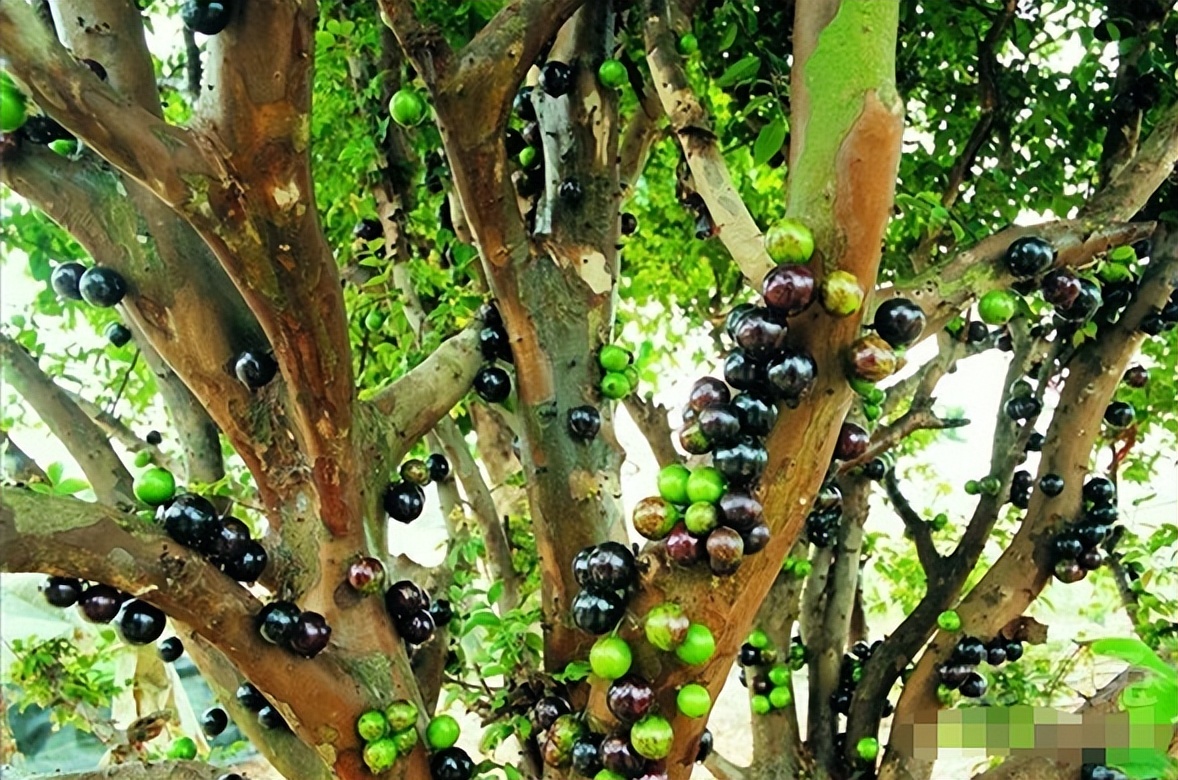 Incomparably The king of fruits, the incomparably delicious mangosteen - iNEWS
