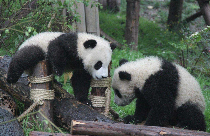 World Heritage Conservation Plan: How to Protect "Sichuan Giant Panda