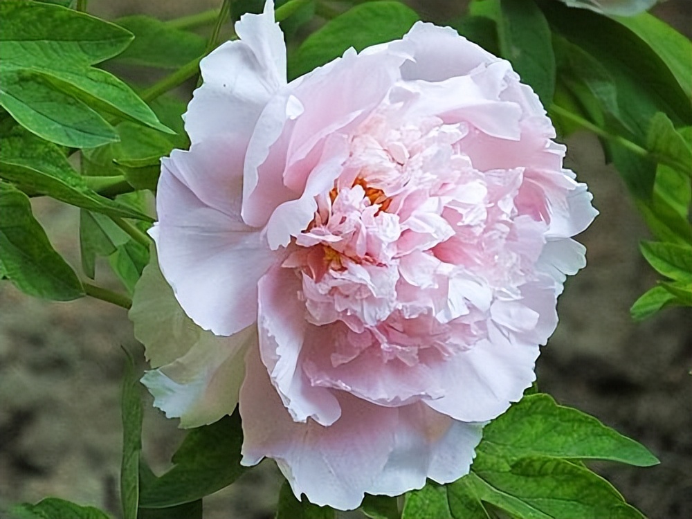 Good words and sentences to describe peony, thick petals like coral shape iNEWS