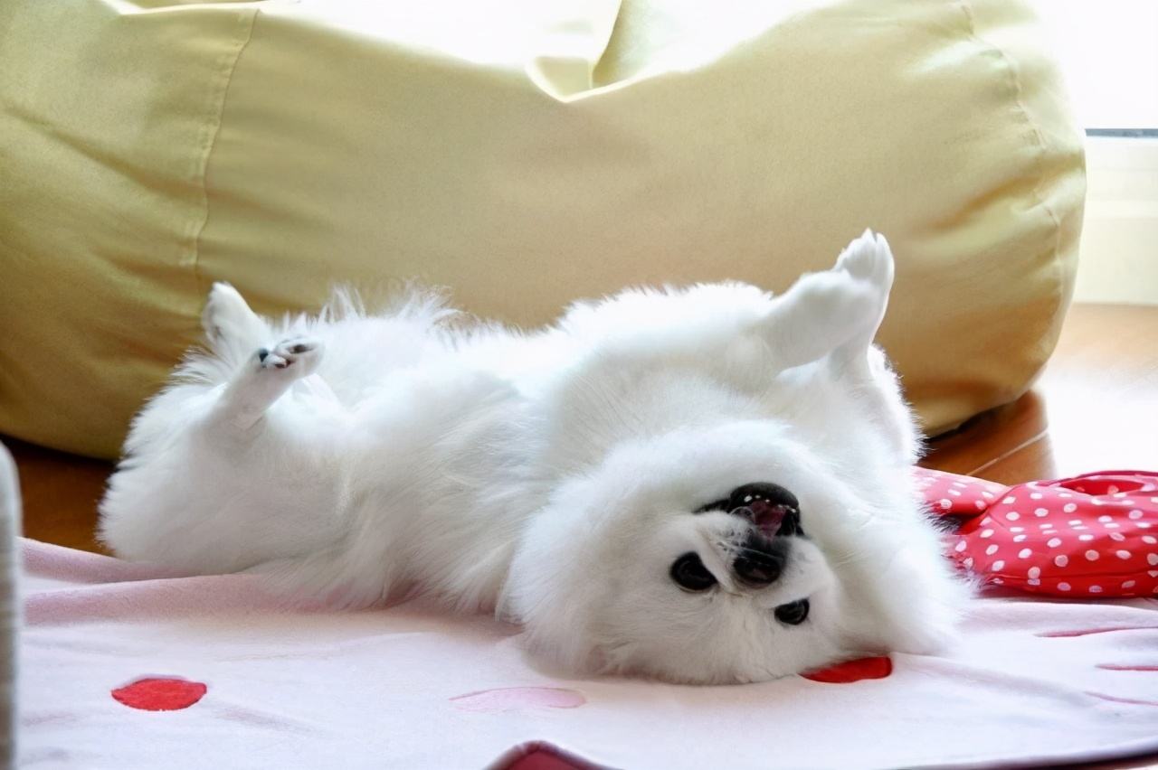 It turns out that dogs "showing their belly" to you have these several