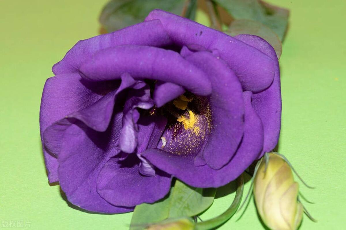 What color is the most expensive eustoma? iMedia