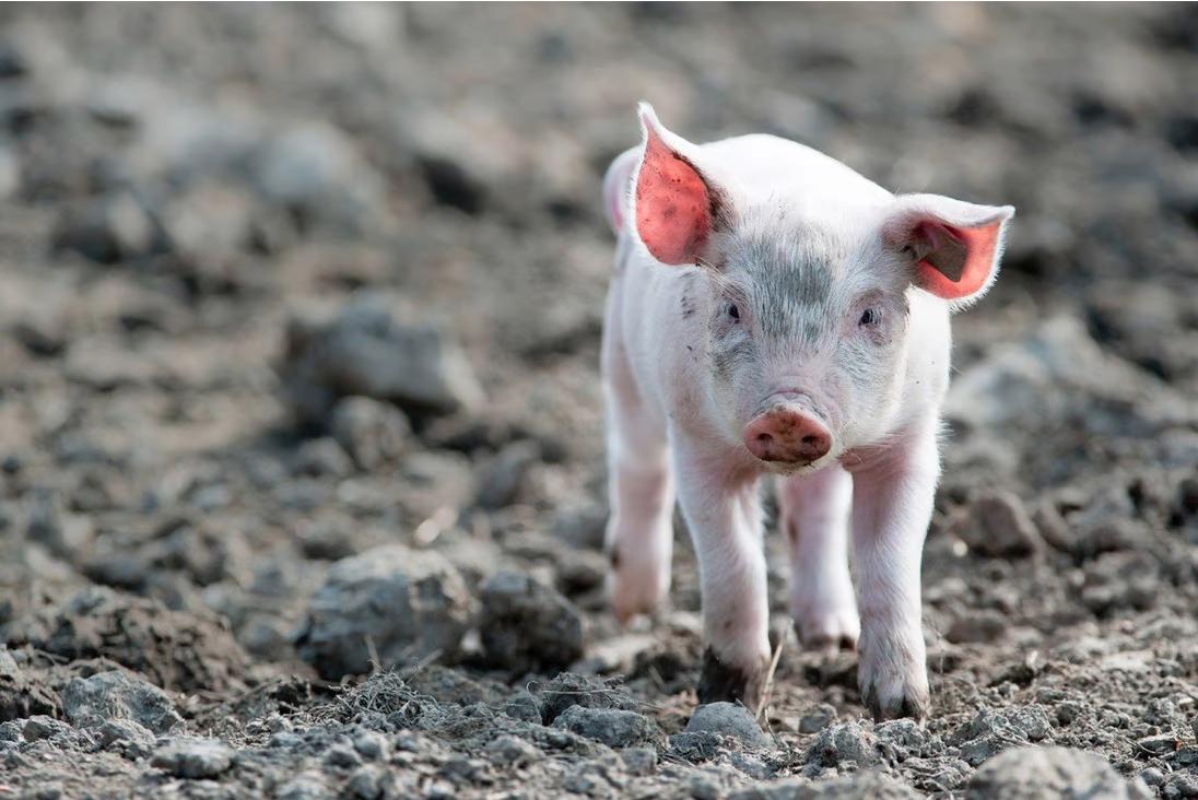 Scientists resurrect dead pig's organs - iNEWS