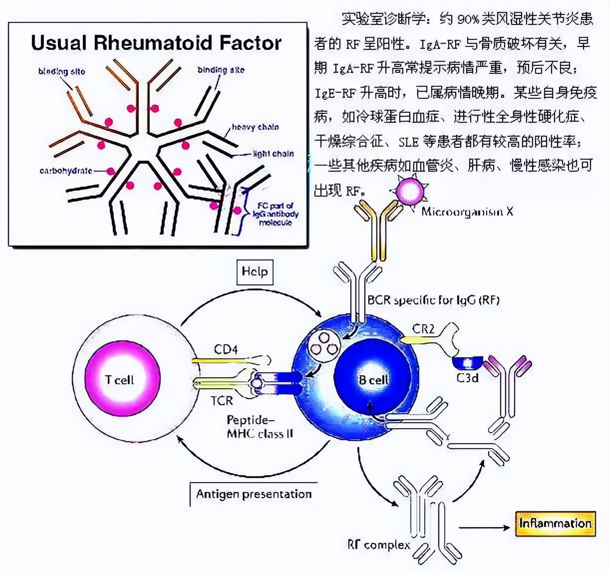 How much is rheumatoid factor normal?What causes high rheumatoid factor ...