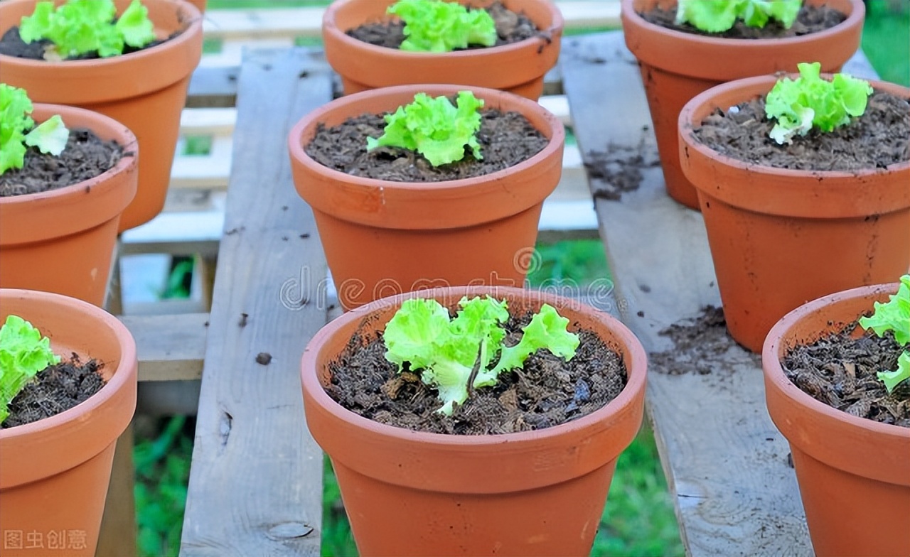 How to grow lettuce on the balcony to grow vigorous and tender? iMedia