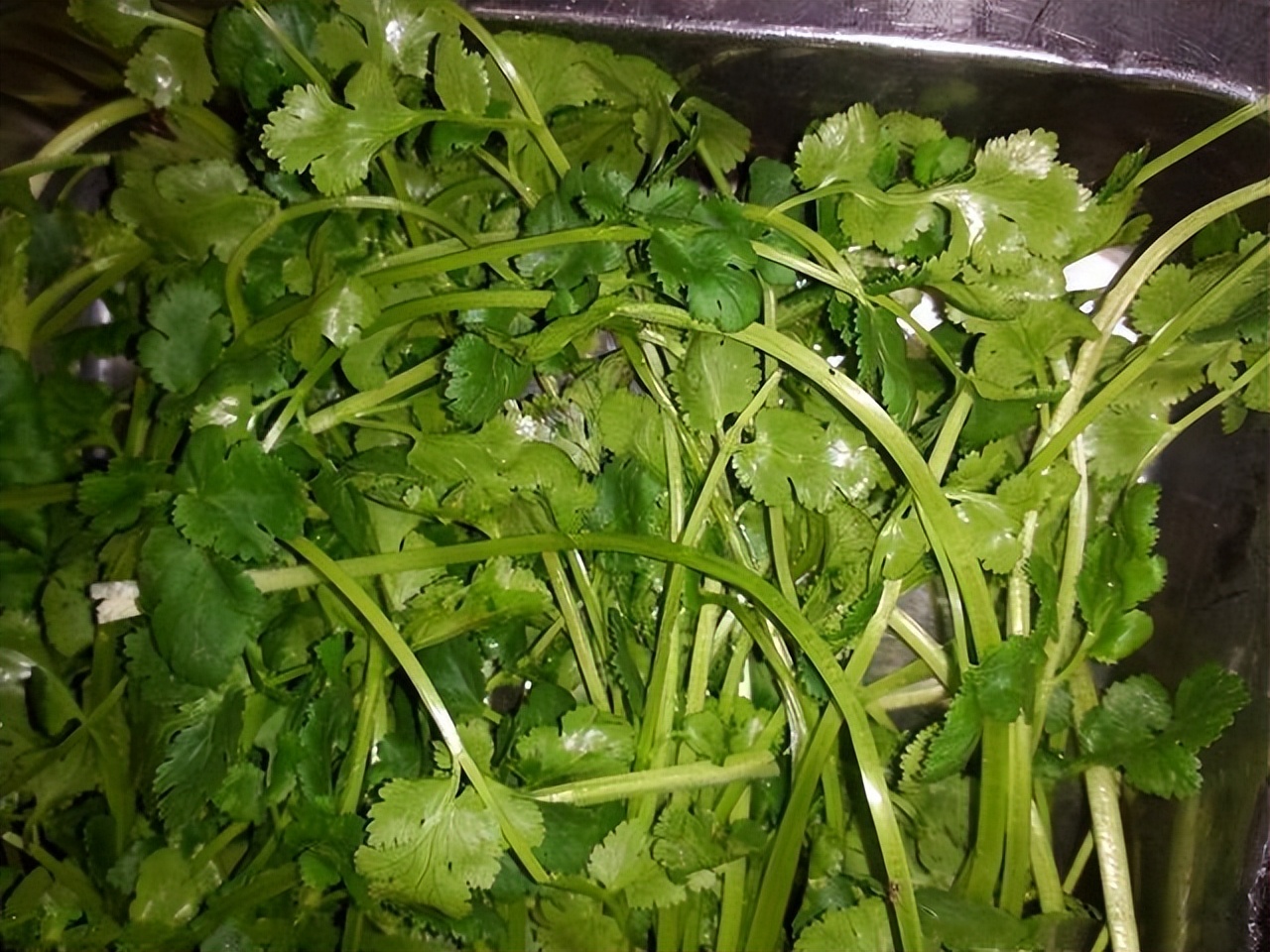 Cut the root of the coriander like this, pour more water, the coriander