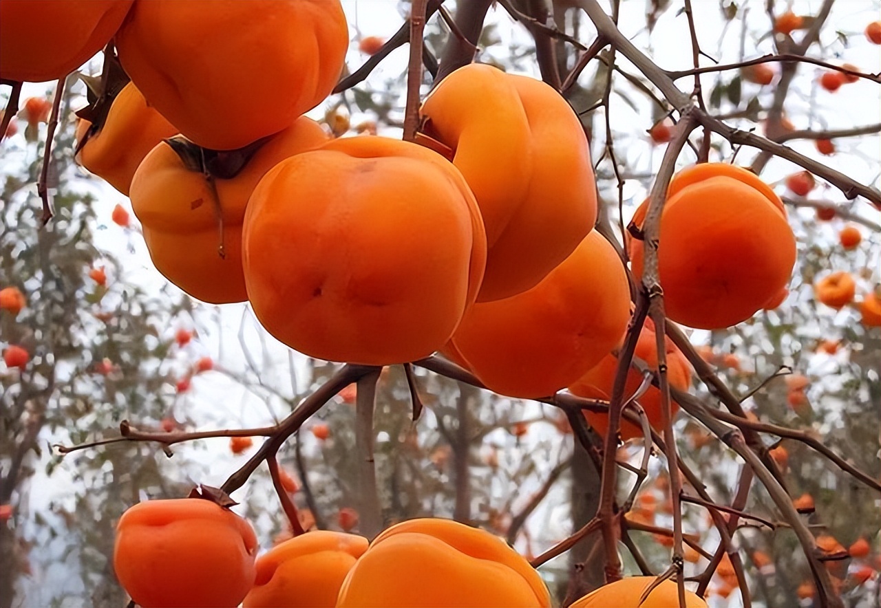 As the old saying goes, "one persimmon has ten medicines", what does it