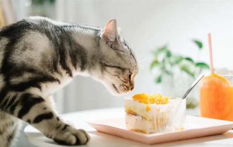 What to do if the kitten does not eat? Reasons and solutions for