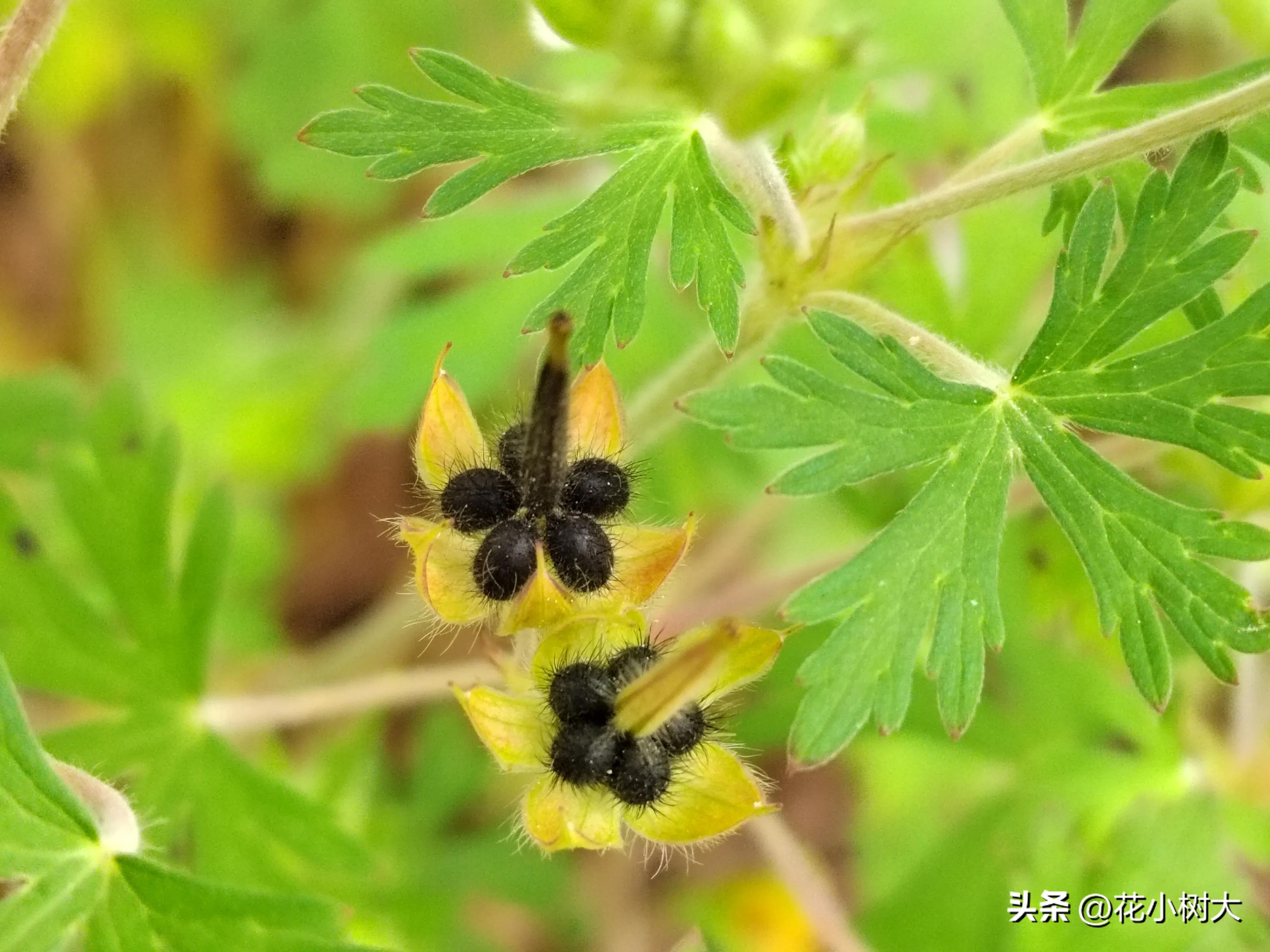 Real shot of plants 7-wild geranium (antidiarrheal grass) - iMedia