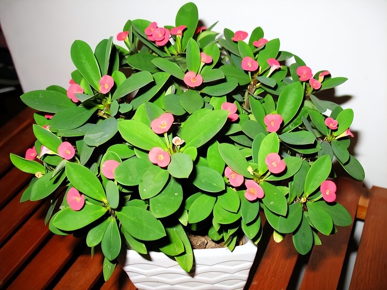 The 6 kinds of "poisonous flowers" that have been disliked are "too