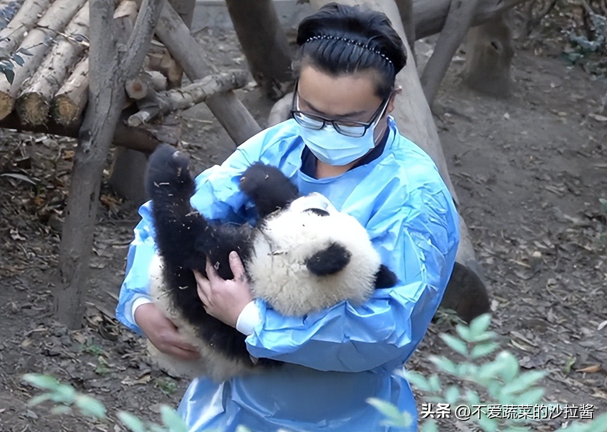 Disabled Panda Fu Wan! come on! Strong baby! - iMedia