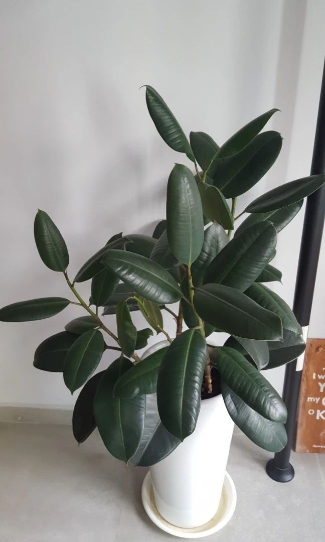 8 charming rubber tree varieties, goodlooking and durable, can be easily propagated by