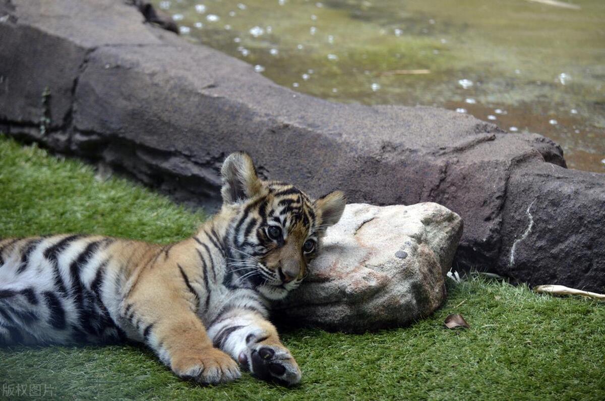 A forest ranger rescues a dying tiger cub, raises it and releases it ...