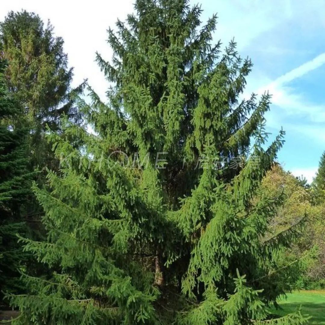 Spruce the tree of longevity iMedia