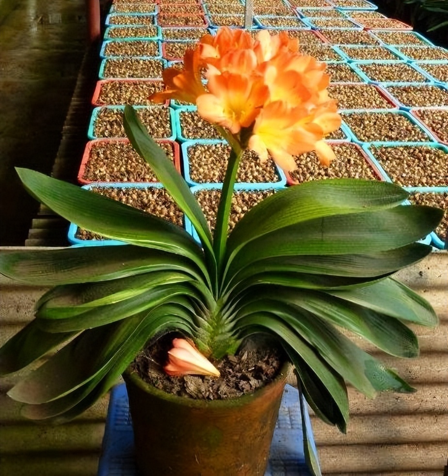 To raise Clivia and Crab Claw orchid, boil these two "ingredients