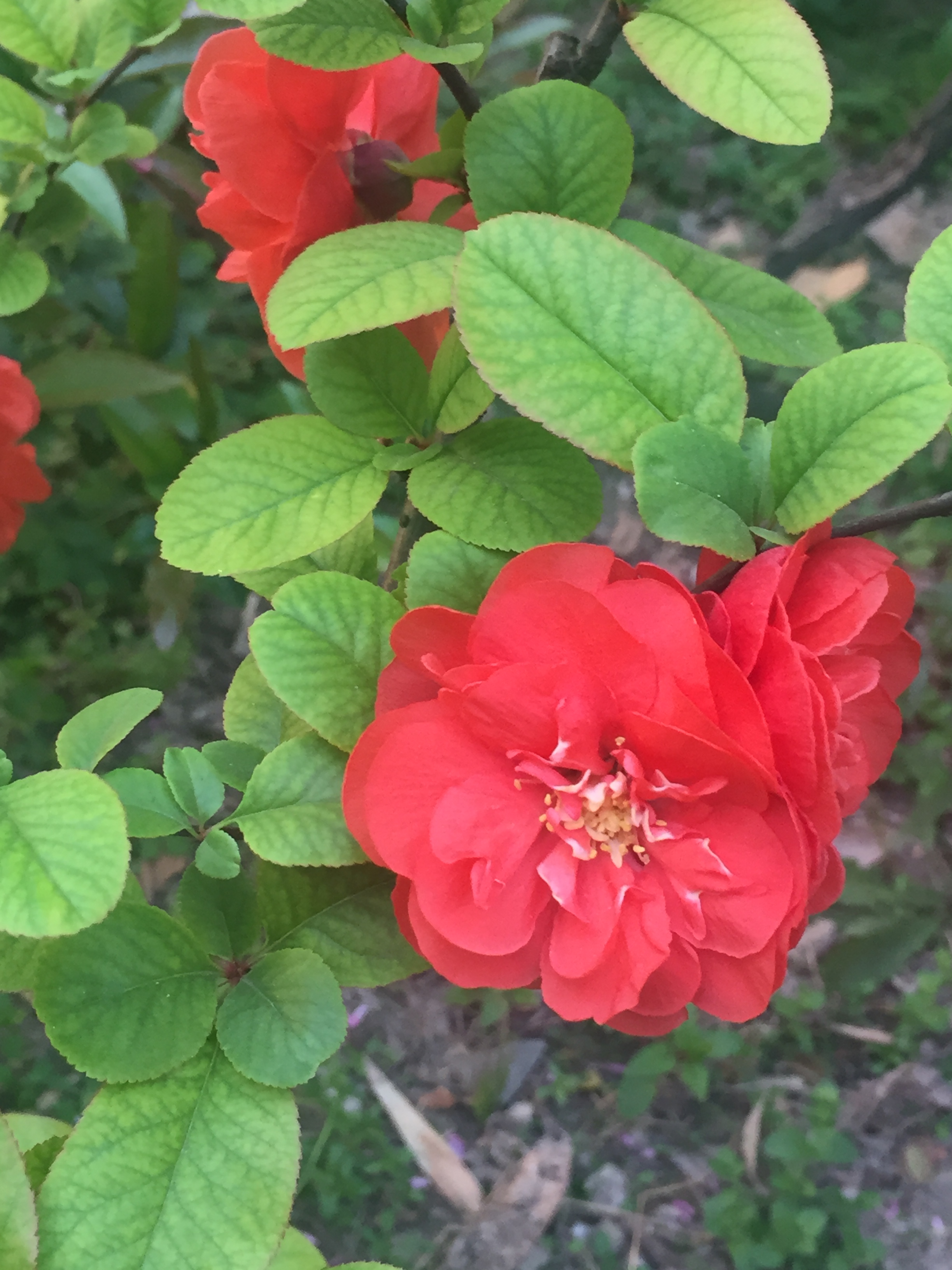 Yutang Fugui in Gardening - iNEWS
