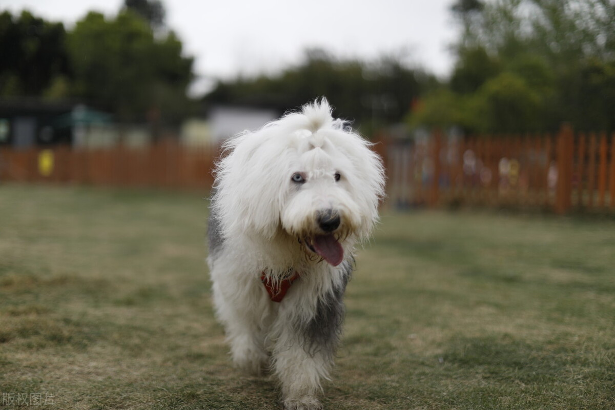 TOP 10 One of the 10 most docile dogs in the world, where does the