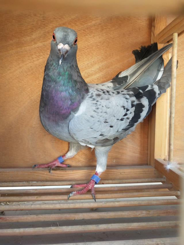 Training pigeons, these trainings are essential iNEWS