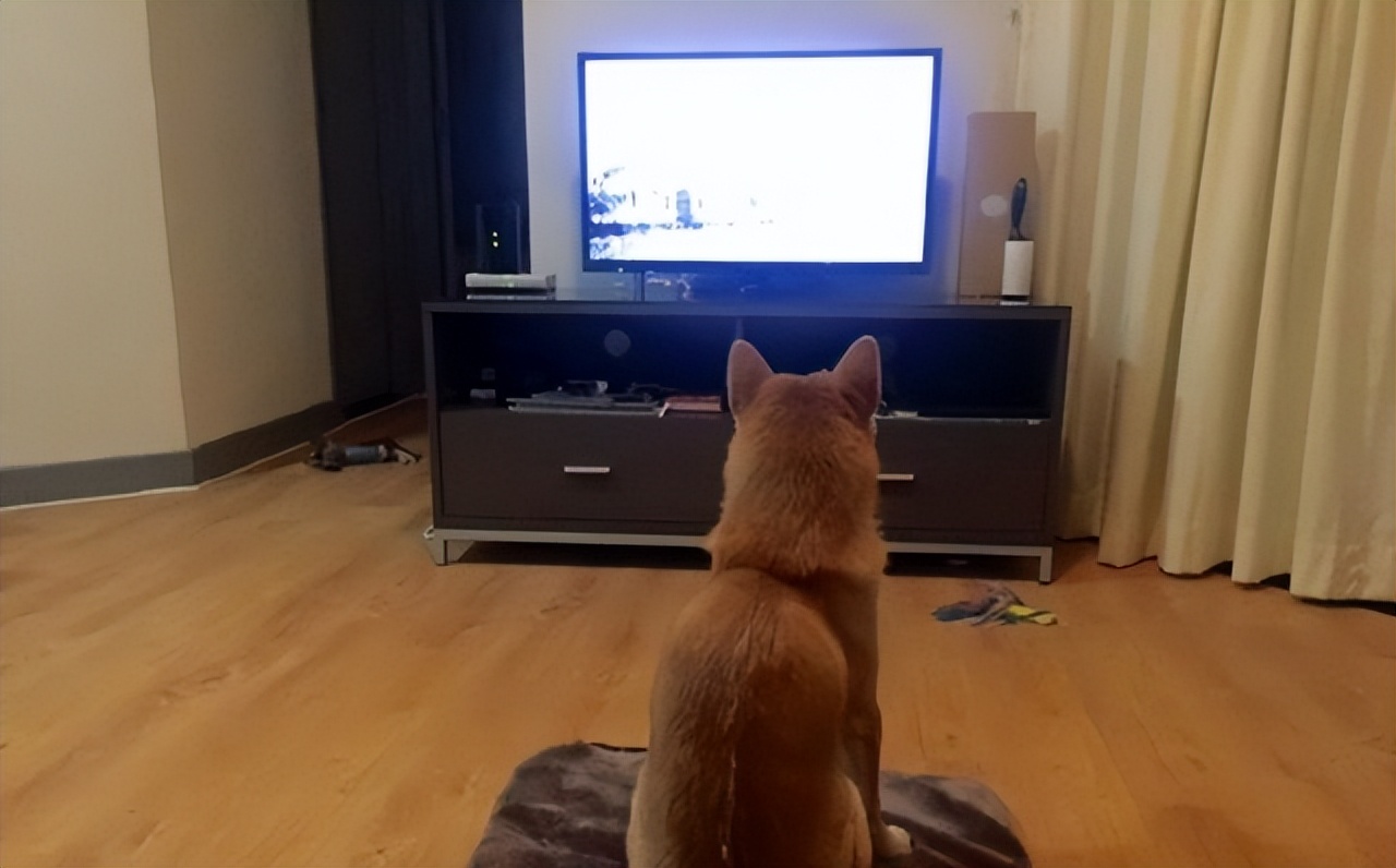 Does your cat like to watch TV? iNEWS