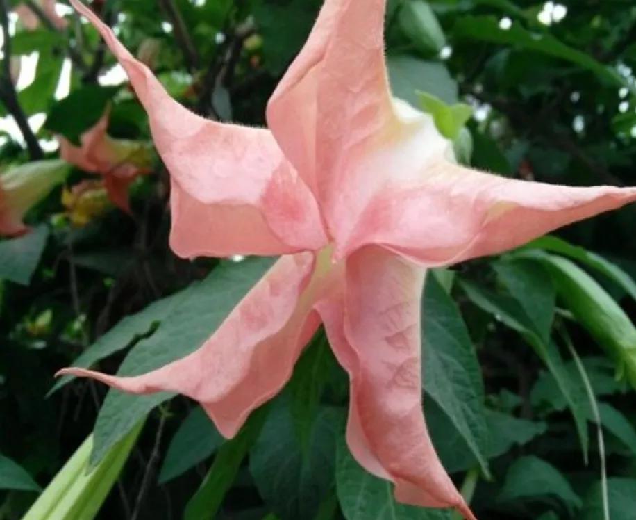 The Four Famous Flowers of the Underworld iMedia