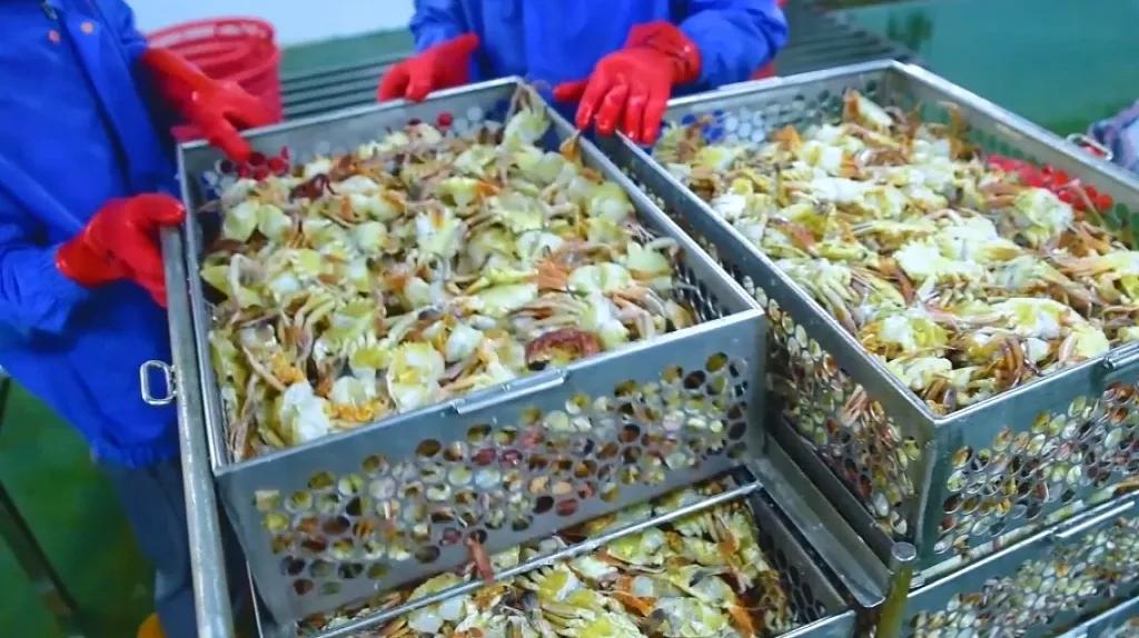 Do you know how canned crab meat is produced? iMedia