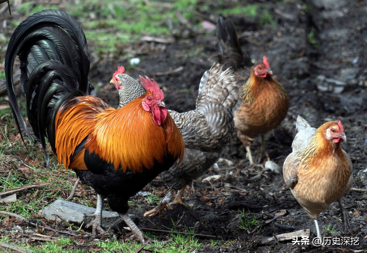 Chickens were raised 4000 years ago? Japan's Oldest Chicken Bone