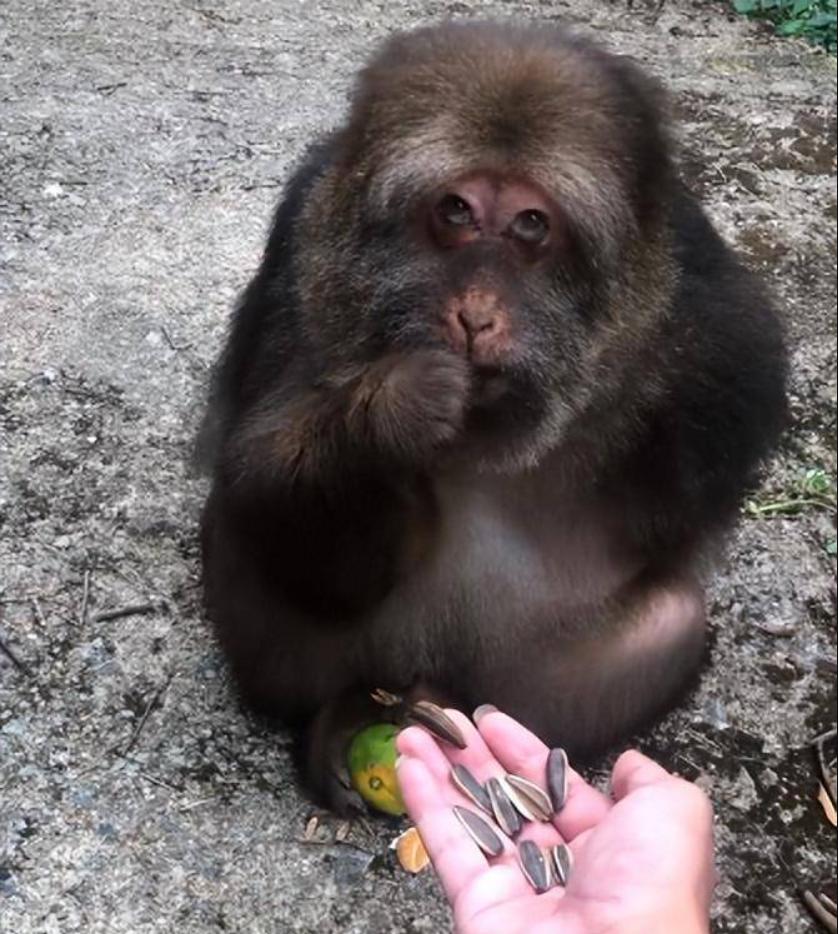 The only outlier among the Emei monkeys? The one-armed monkey adopted ...