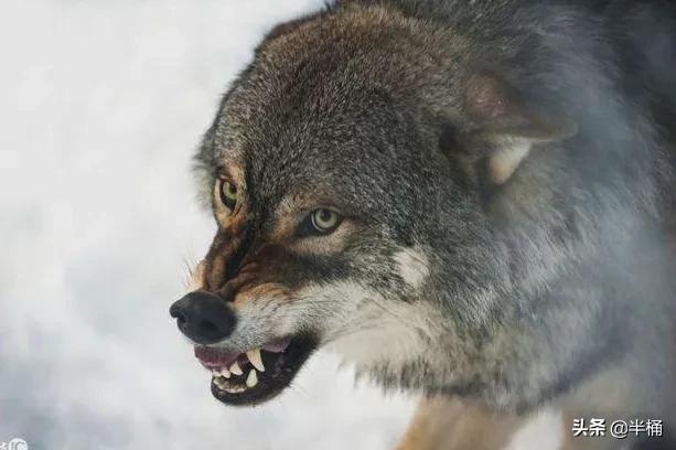 What are the natural enemies of wolves?Can adults beat wolves with ...