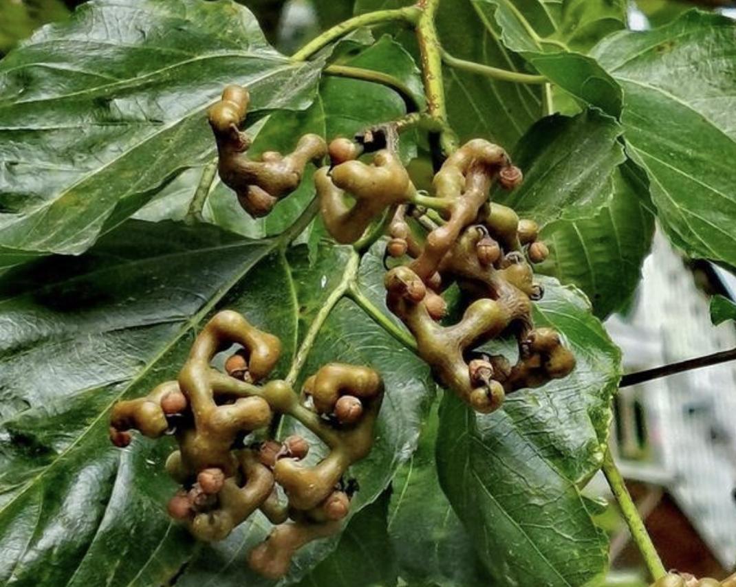 It grows by the stream and is called "Wanzi Pear". It was once