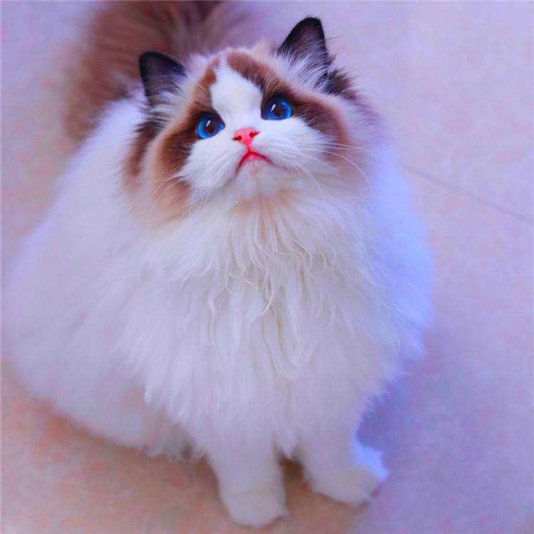 Several cats that are "more loyal than dogs" are earned iNEWS