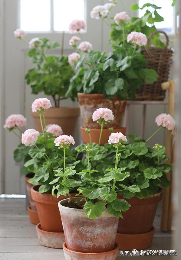 How to maintain geraniums in May, they can bloom in early summer and