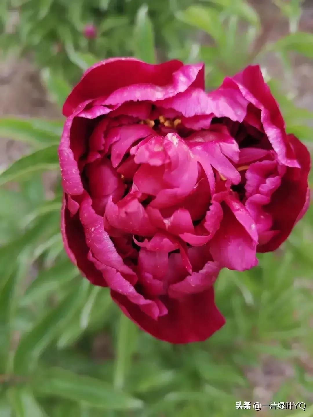 A poem of peony - iNEWS