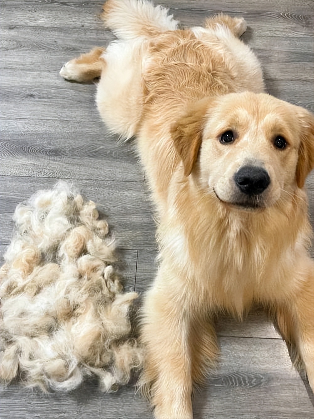What Causes Golden Retriever Hair Loss? iMedia