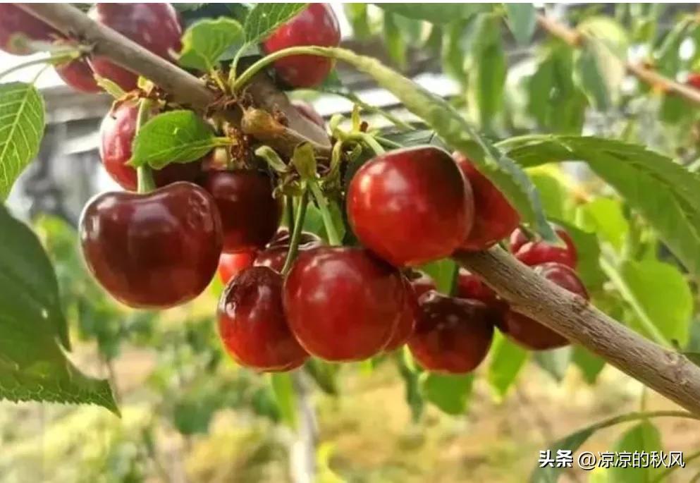 Highpriced fruit cherries cost more than 350 yuan per catty. Is it an