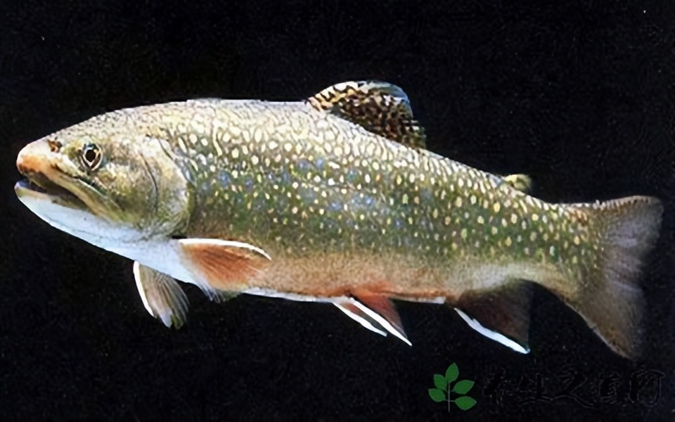 Trout Ecological Treasure and Sustainable Management iNEWS