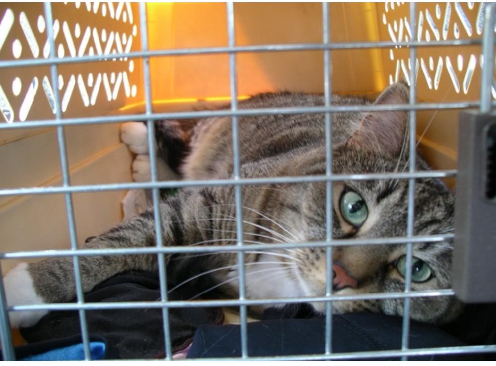 How to drive a car cat iNEWS