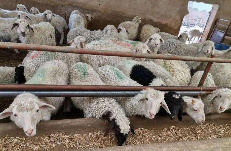 Why is goat meat so much more expensive than sheep meat?Just because it