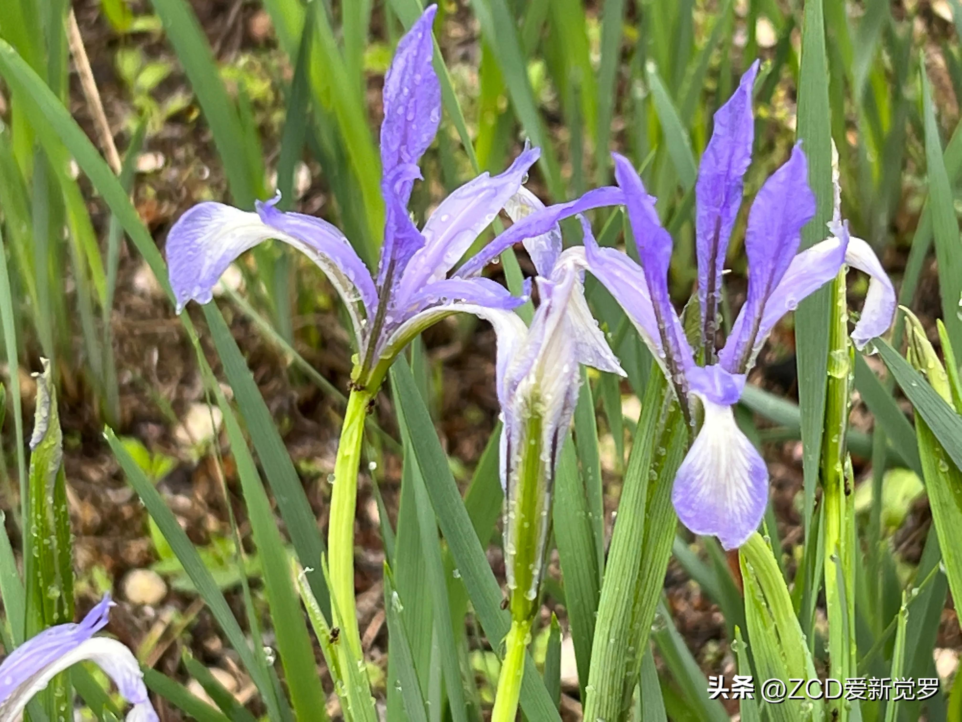 The Meaning of the Word "Zao" in Northeastern Dialects (1) iNEWS