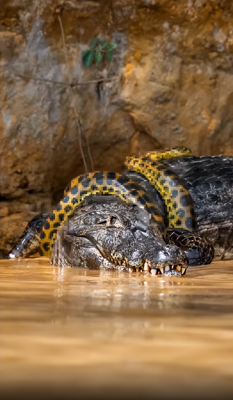 Crocodile vs. Anaconda!The python was strangling with all its strength