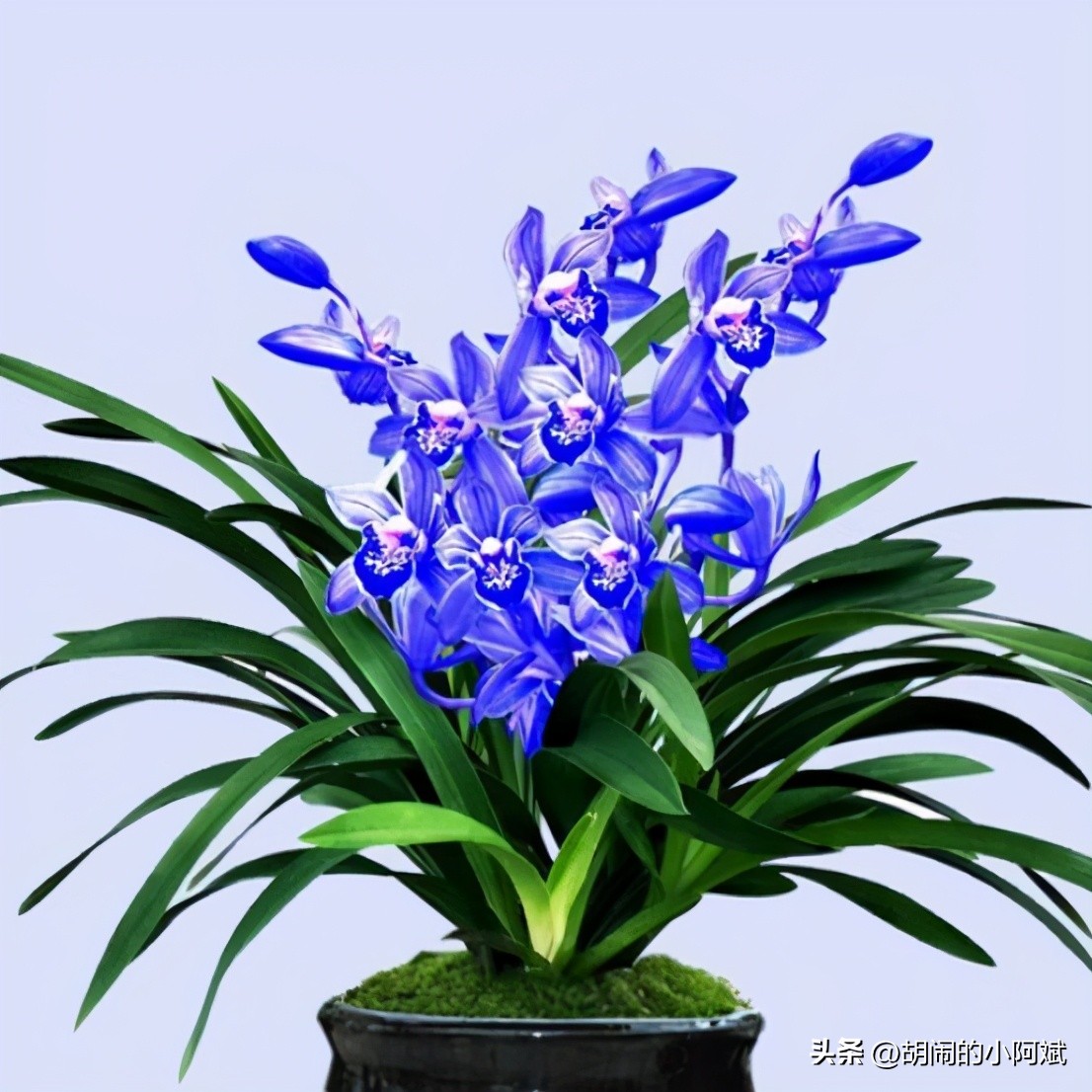 This year's hottest flowers on the balcony, the whole body is sapphire