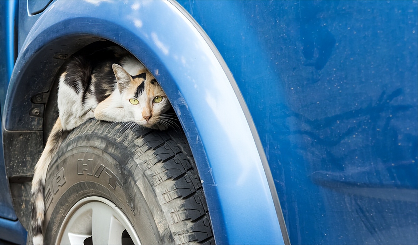 Dogs are still shedding hair in winter, what should the owner do? iNEWS