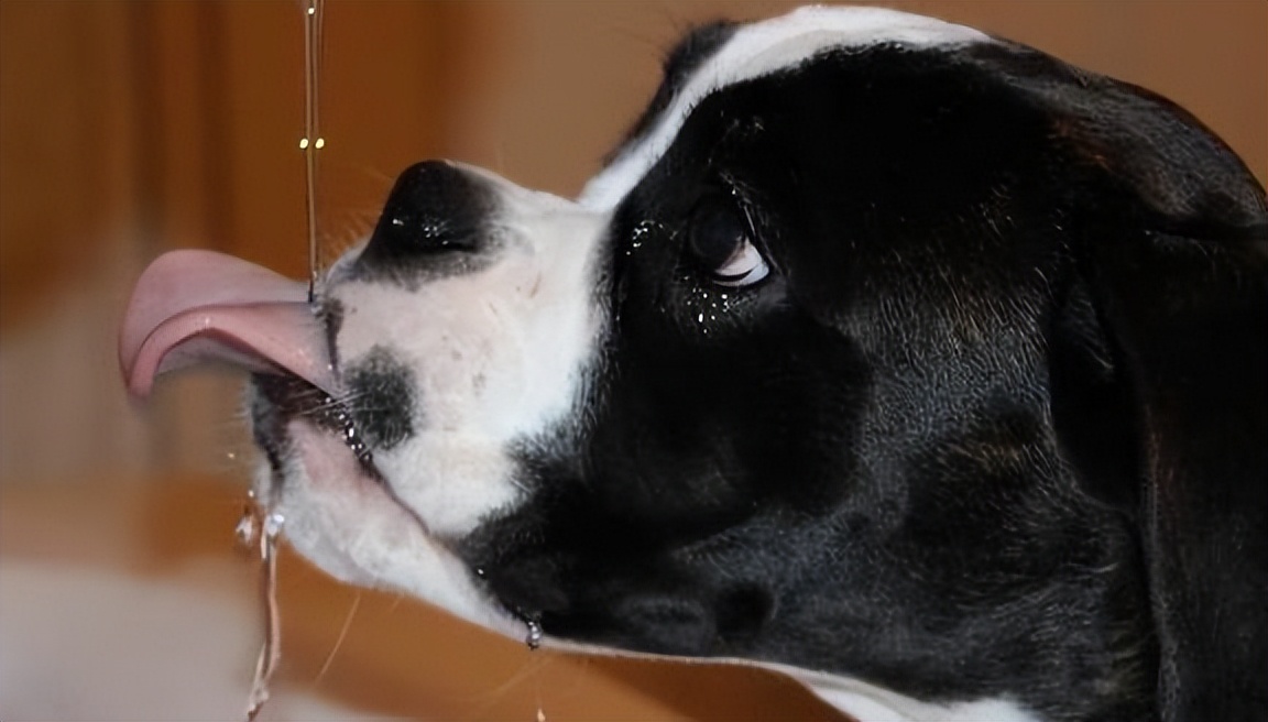 Dehydration in dogs is dangerous, and 5 signs your dog needs to be