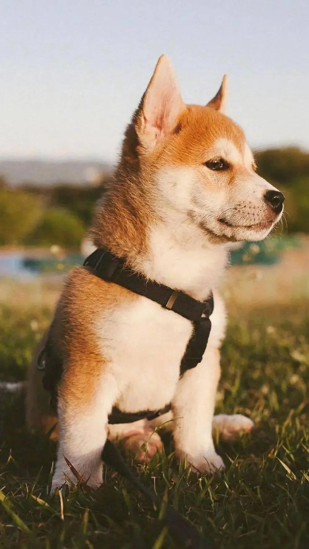 How to feed a newborn puppy to a weaned puppy? iNEWS