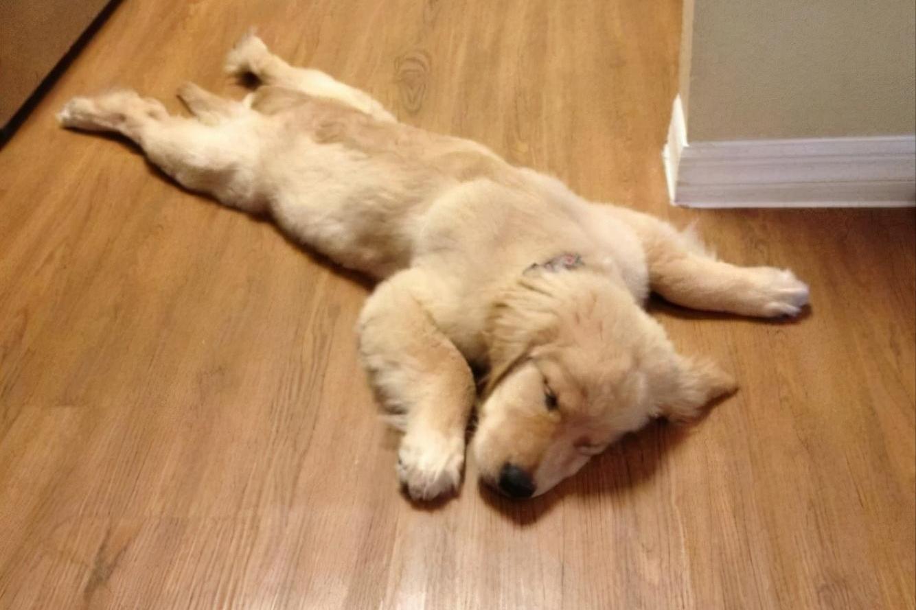 Why do dogs prefer to sleep on the "floor" when they have a nest? iNEWS