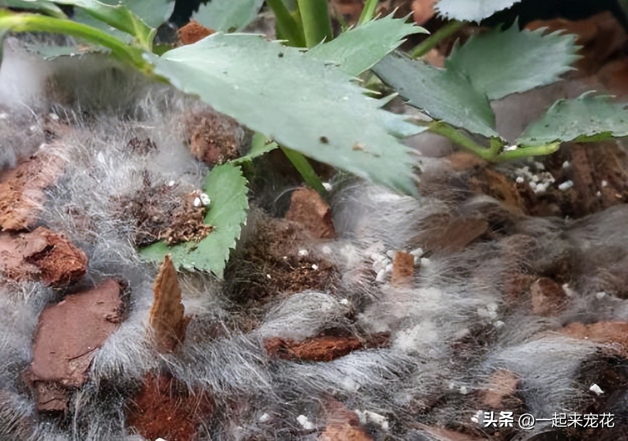 Several small things grow on the surface of the soil, change the pots ...