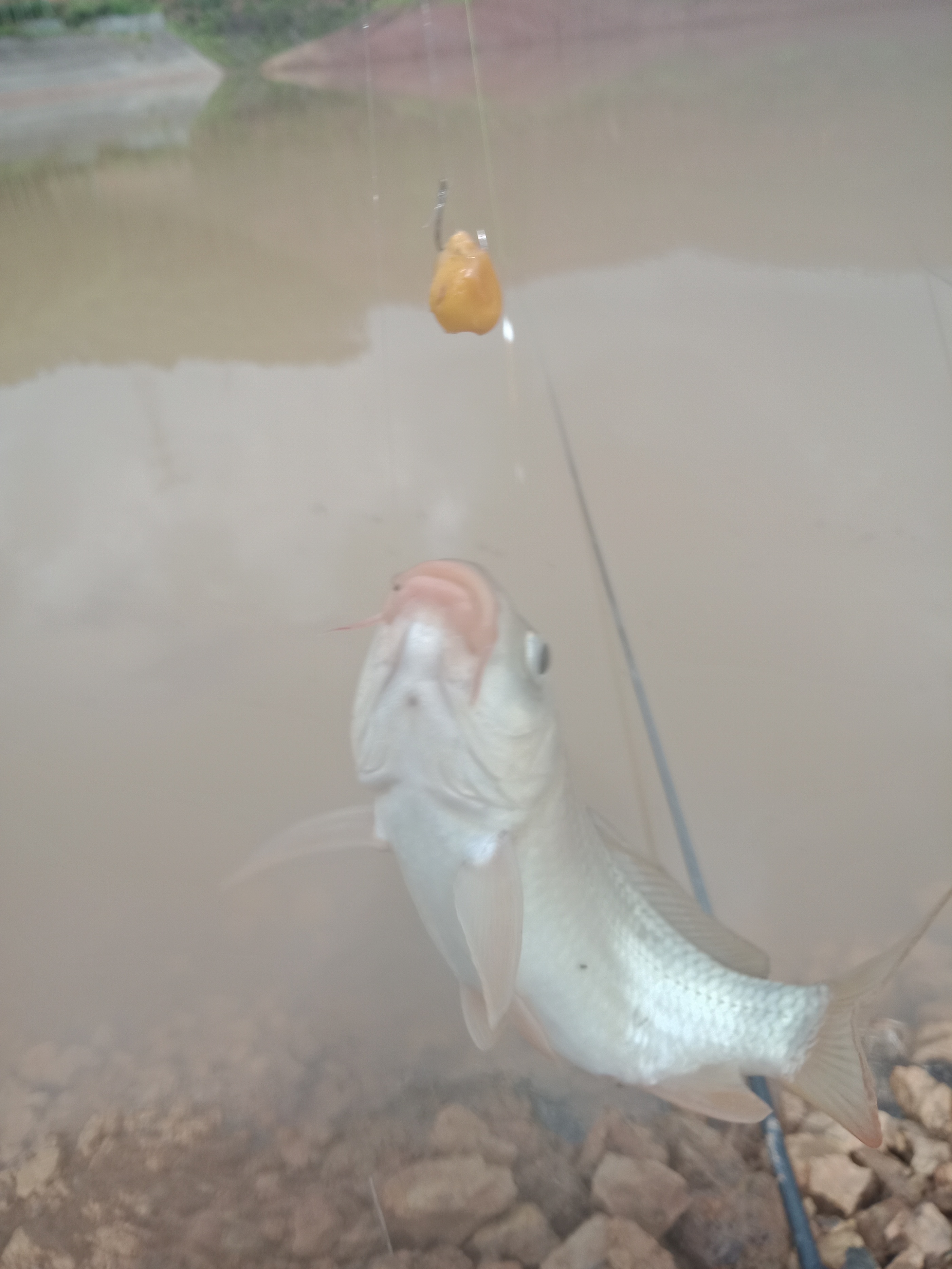 Floating Its Can the fish still be caught if the fish floats? How to fish? - iNEWS