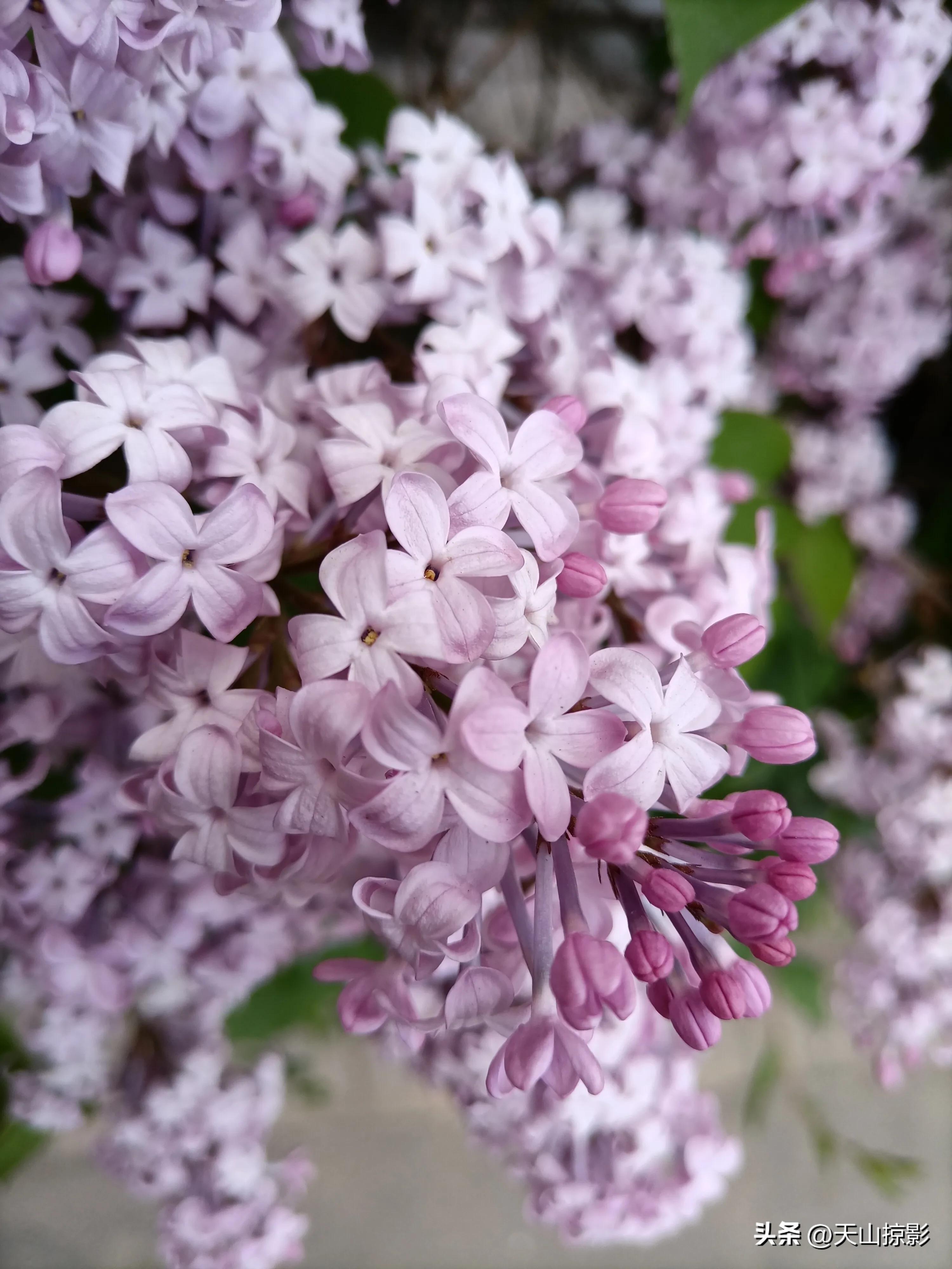 Lilacs are in full bloom in May iNEWS